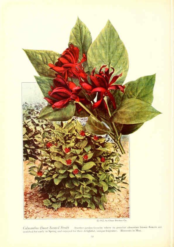 Reproducción/Reproduction 6237045123: Chase fruit and flowers in natural colors Rochester, N.Y.,Chase brothers company[c1922] 
