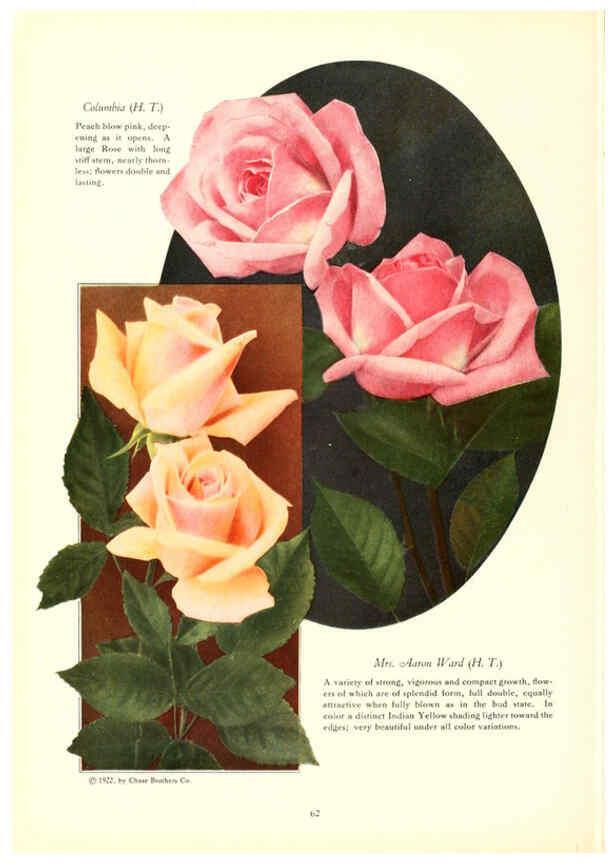 Reproducción/Reproduction 6237042341: Chase fruit and flowers in natural colors Rochester, N.Y.,Chase brothers company[c1922] 