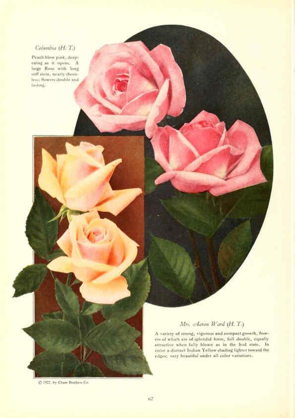 Reproducción/Reproduction 6237042341: Chase fruit and flowers in natural colors Rochester, N.Y.,Chase brothers company[c1922] 