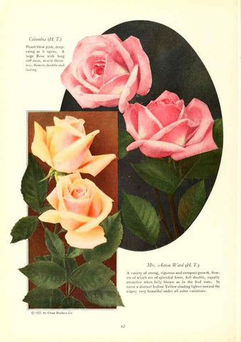 Reproducción/Reproduction 6237042341: Chase fruit and flowers in natural colors Rochester, N.Y.,Chase brothers company[c1922] 