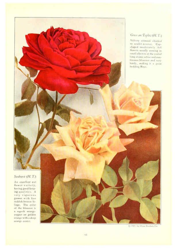 Reproducción/Reproduction 6237042203: Chase fruit and flowers in natural colors Rochester, N.Y.,Chase brothers company[c1922] 