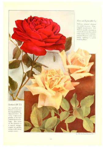 Reproducción/Reproduction 6237042203: Chase fruit and flowers in natural colors Rochester, N.Y.,Chase brothers company[c1922] 