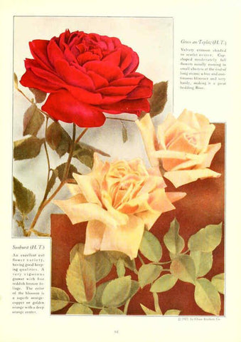 Reproducción/Reproduction 6237042203: Chase fruit and flowers in natural colors Rochester, N.Y.,Chase brothers company[c1922] 