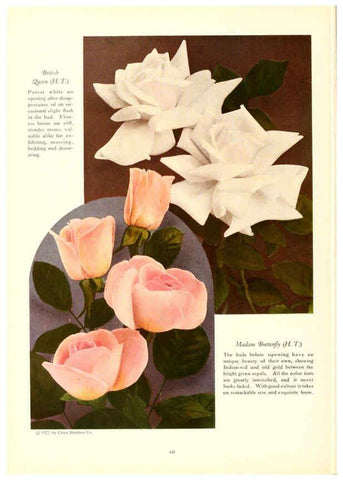 Reproducción/Reproduction 6237042047: Chase fruit and flowers in natural colors Rochester, N.Y.,Chase brothers company[c1922] 