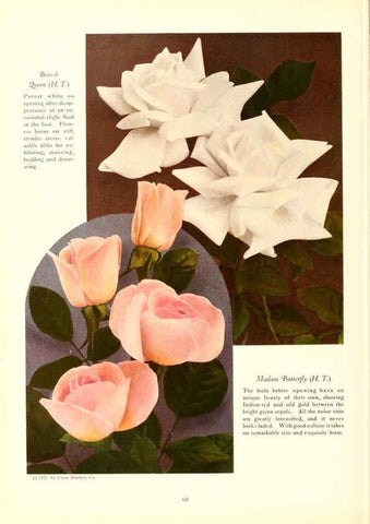 Reproducción/Reproduction 6237042047: Chase fruit and flowers in natural colors Rochester, N.Y.,Chase brothers company[c1922] 