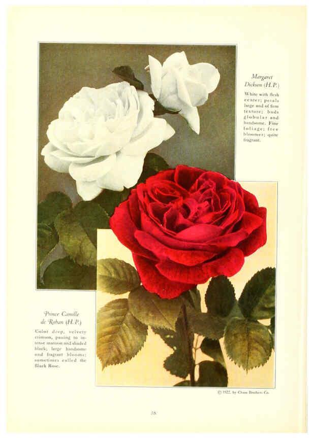 Reproducción/Reproduction 6237565066: Chase fruit and flowers in natural colors Rochester, N.Y.,Chase brothers company[c1922] 