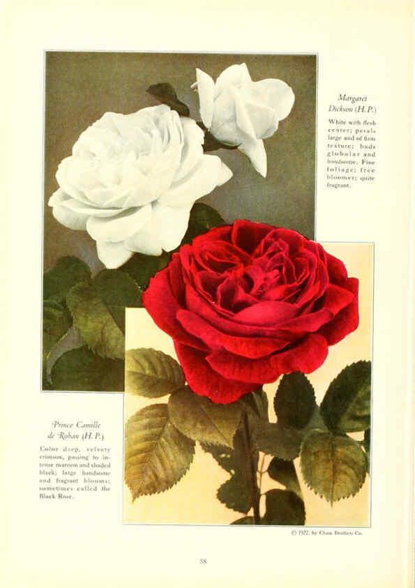 Reproducción/Reproduction 6237565066: Chase fruit and flowers in natural colors Rochester, N.Y.,Chase brothers company[c1922] 