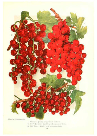Reproducción/Reproduction 6237562116: Chase fruit and flowers in natural colors Rochester, N.Y.,Chase brothers company[c1922] 