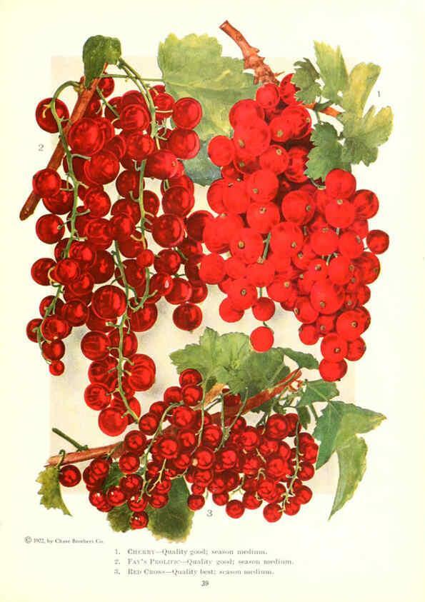 Reproducción/Reproduction 6237562116: Chase fruit and flowers in natural colors Rochester, N.Y.,Chase brothers company[c1922] 