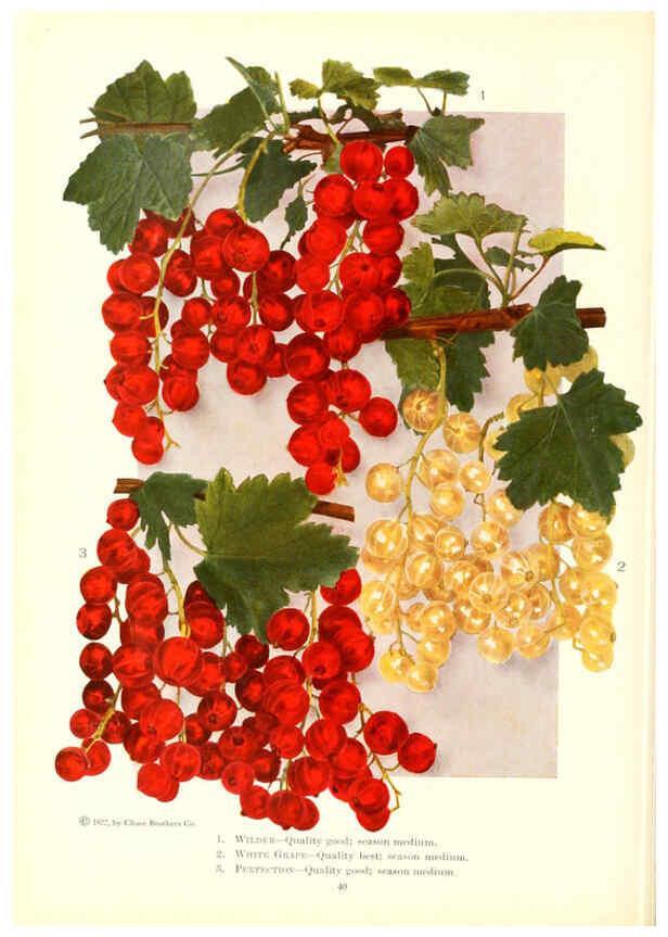Reproducción/Reproduction 6237039129: Chase fruit and flowers in natural colors Rochester, N.Y.,Chase brothers company[c1922] 