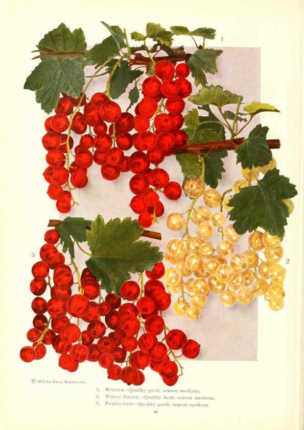 Reproducción/Reproduction 6237039129: Chase fruit and flowers in natural colors Rochester, N.Y.,Chase brothers company[c1922] 