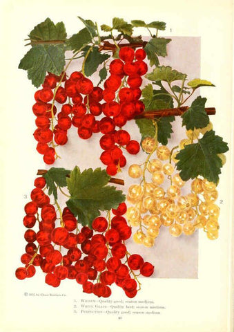 Reproducción/Reproduction 6237039129: Chase fruit and flowers in natural colors Rochester, N.Y.,Chase brothers company[c1922] 