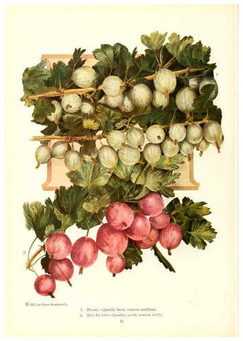 Reproducción/Reproduction 6237562438: Chase fruit and flowers in natural colors Rochester, N.Y.,Chase brothers company[c1922] 