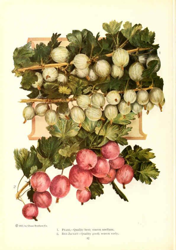Reproducción/Reproduction 6237562438: Chase fruit and flowers in natural colors Rochester, N.Y.,Chase brothers company[c1922] 