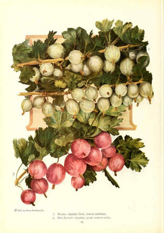 Reproducción/Reproduction 6237562438: Chase fruit and flowers in natural colors Rochester, N.Y.,Chase brothers company[c1922] 