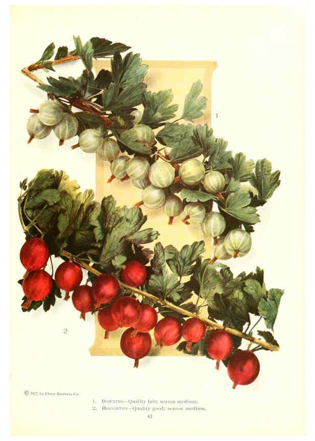 Reproducción/Reproduction 6237039507: Chase fruit and flowers in natural colors Rochester, N.Y.,Chase brothers company[c1922] 