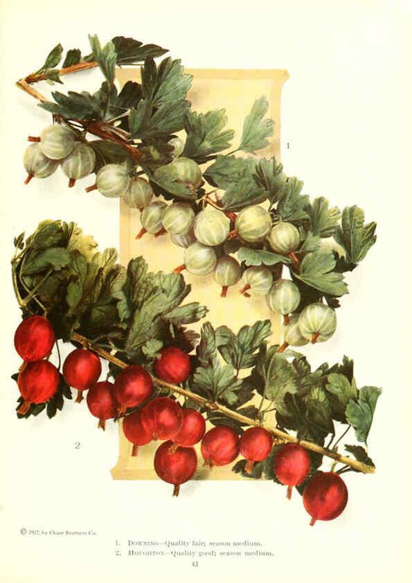 Reproducción/Reproduction 6237039507: Chase fruit and flowers in natural colors Rochester, N.Y.,Chase brothers company[c1922] 
