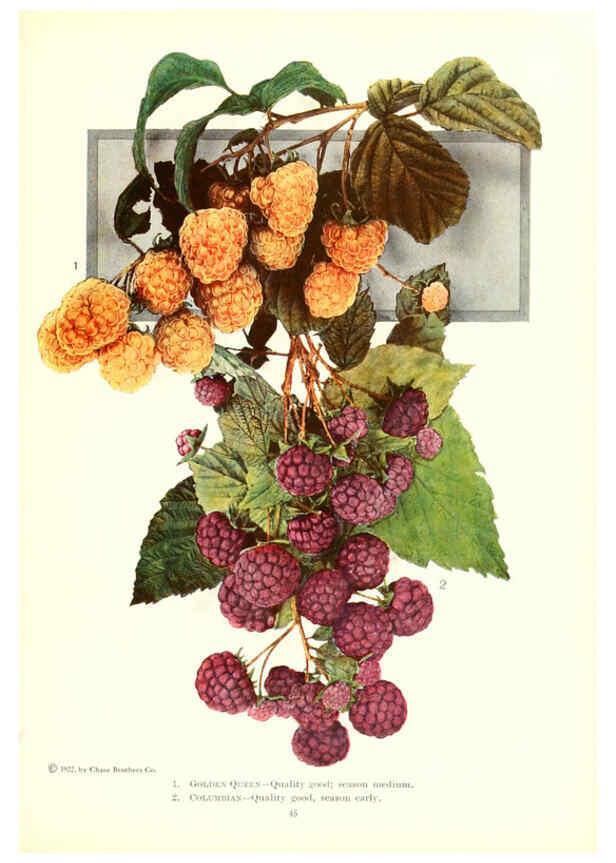 Reproducción/Reproduction 6237562852: Chase fruit and flowers in natural colors Rochester, N.Y.,Chase brothers company[c1922] 