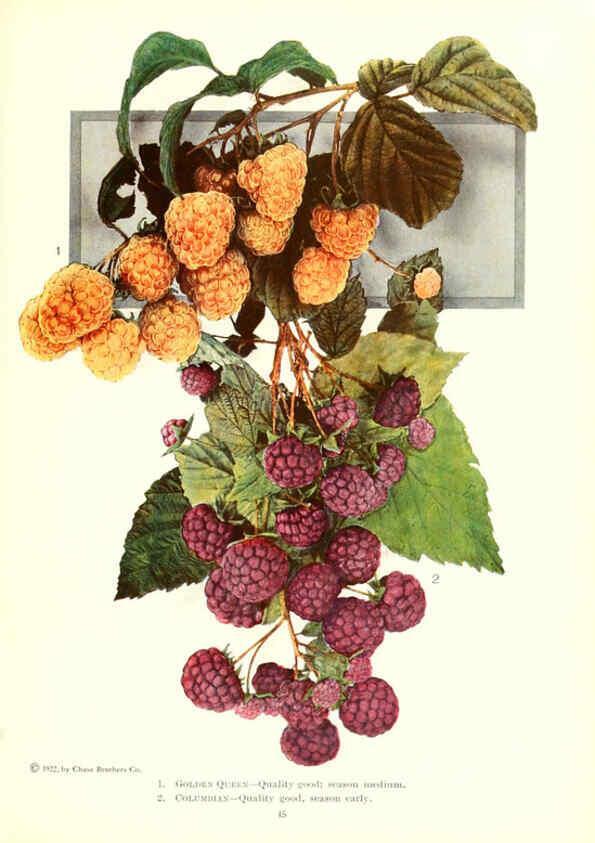 Reproducción/Reproduction 6237562852: Chase fruit and flowers in natural colors Rochester, N.Y.,Chase brothers company[c1922] 