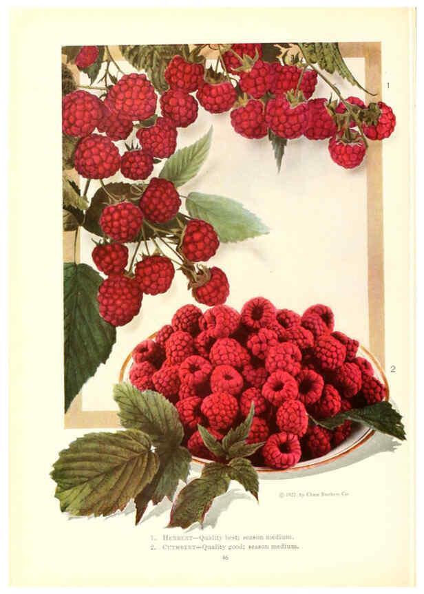 Reproducción/Reproduction 6237563106: Chase fruit and flowers in natural colors Rochester, N.Y.,Chase brothers company[c1922] 