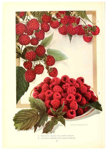 Reproducción/Reproduction 6237563106: Chase fruit and flowers in natural colors Rochester, N.Y.,Chase brothers company[c1922] 