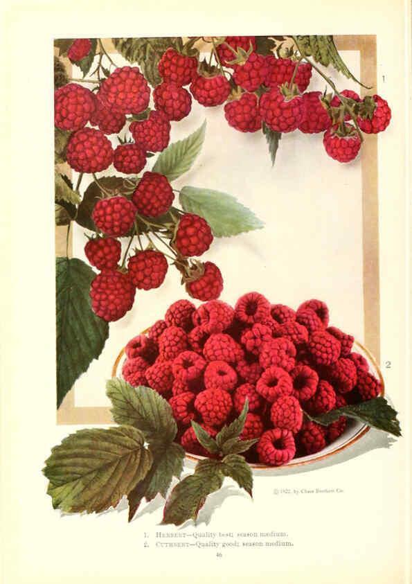 Reproducción/Reproduction 6237563106: Chase fruit and flowers in natural colors Rochester, N.Y.,Chase brothers company[c1922] 