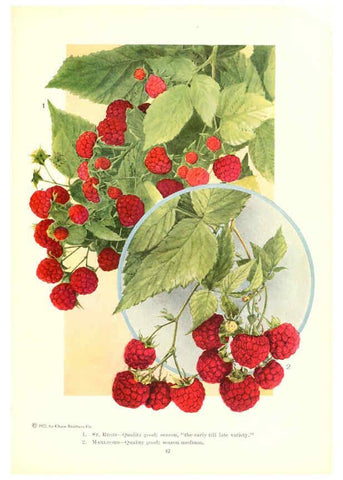 Reproducción/Reproduction 6237040059: Chase fruit and flowers in natural colors Rochester, N.Y.,Chase brothers company[c1922] 