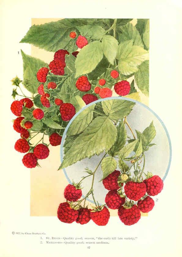 Reproducción/Reproduction 6237040059: Chase fruit and flowers in natural colors Rochester, N.Y.,Chase brothers company[c1922] 