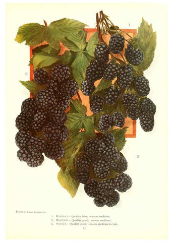 Reproducción/Reproduction 6237040713: Chase fruit and flowers in natural colors Rochester, N.Y.,Chase brothers company[c1922] 