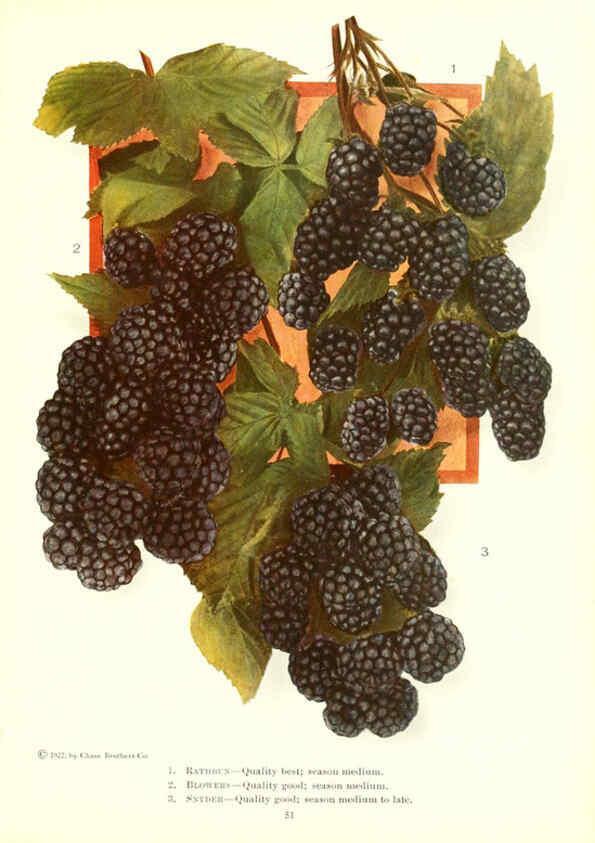 Reproducción/Reproduction 6237040713: Chase fruit and flowers in natural colors Rochester, N.Y.,Chase brothers company[c1922] 