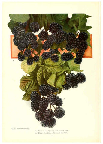 Reproducción/Reproduction 6237564080: Chase fruit and flowers in natural colors Rochester, N.Y.,Chase brothers company[c1922] 