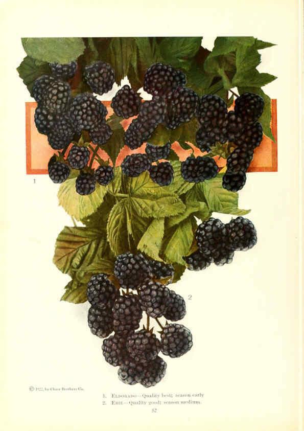 Reproducción/Reproduction 6237564080: Chase fruit and flowers in natural colors Rochester, N.Y.,Chase brothers company[c1922] 