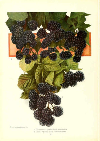 Reproducción/Reproduction 6237564080: Chase fruit and flowers in natural colors Rochester, N.Y.,Chase brothers company[c1922] 