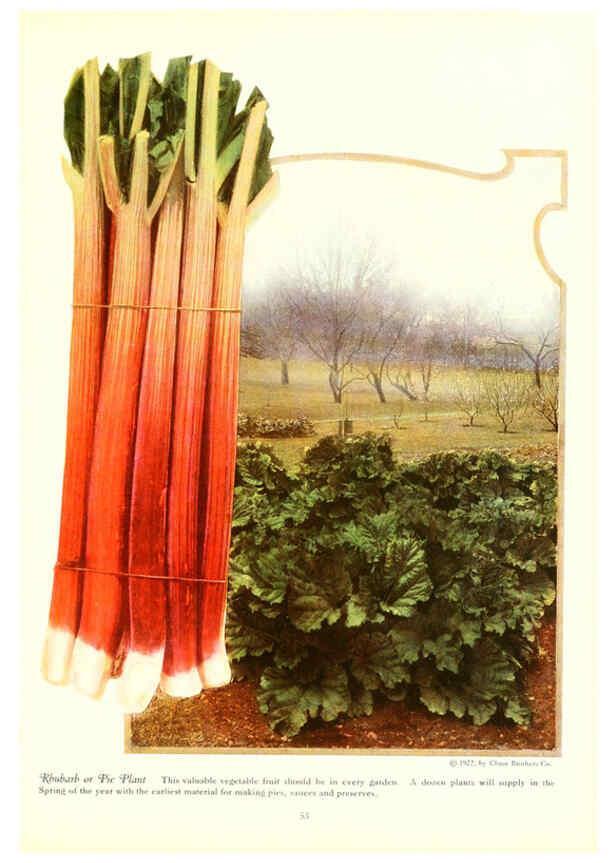 Reproducción/Reproduction 6237564266: Chase fruit and flowers in natural colors Rochester, N.Y.,Chase brothers company[c1922] 