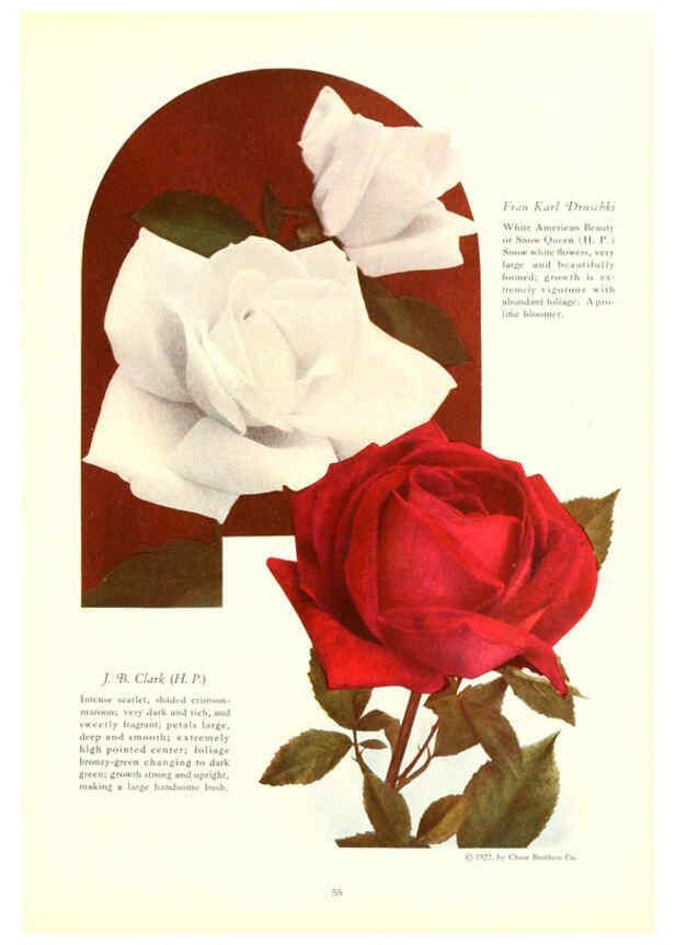 Reproducción/Reproduction 6237564504: Chase fruit and flowers in natural colors Rochester, N.Y.,Chase brothers company[c1922] 