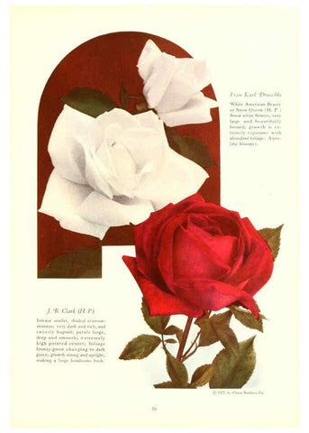 Reproducción/Reproduction 6237564504: Chase fruit and flowers in natural colors Rochester, N.Y.,Chase brothers company[c1922] 