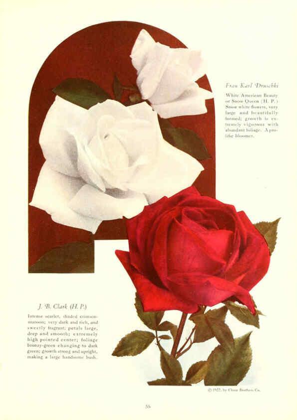 Reproducción/Reproduction 6237564504: Chase fruit and flowers in natural colors Rochester, N.Y.,Chase brothers company[c1922] 
