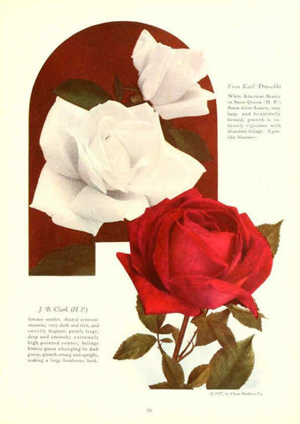 Reproducción/Reproduction 6237564504: Chase fruit and flowers in natural colors Rochester, N.Y.,Chase brothers company[c1922] 