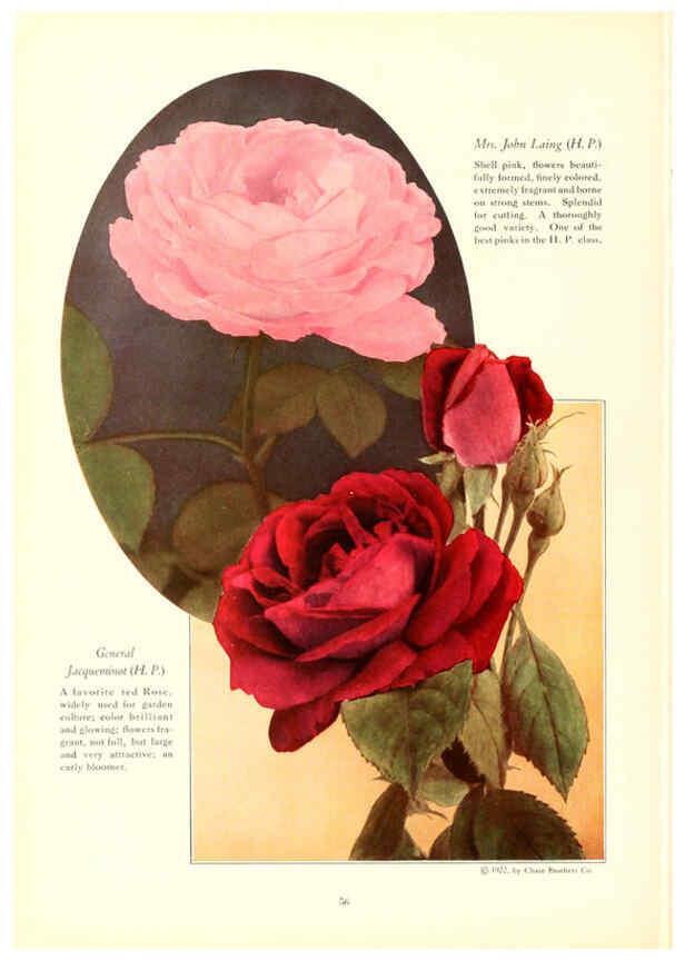 Reproducción/Reproduction 6237564664: Chase fruit and flowers in natural colors Rochester, N.Y.,Chase brothers company[c1922] 