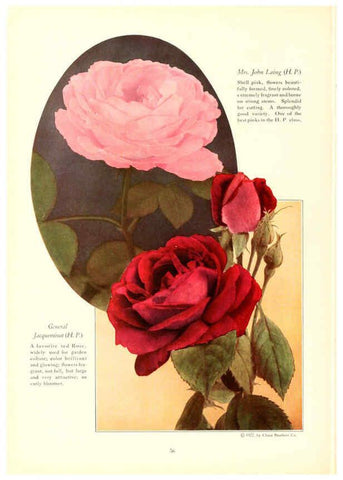 Reproducción/Reproduction 6237564664: Chase fruit and flowers in natural colors Rochester, N.Y.,Chase brothers company[c1922] 