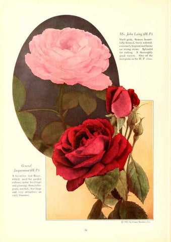 Reproducción/Reproduction 6237564664: Chase fruit and flowers in natural colors Rochester, N.Y.,Chase brothers company[c1922] 