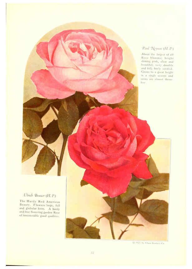 Reproducción/Reproduction 6237041591: Chase fruit and flowers in natural colors Rochester, N.Y.,Chase brothers company[c1922] 