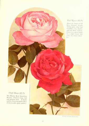 Reproducción/Reproduction 6237041591: Chase fruit and flowers in natural colors Rochester, N.Y.,Chase brothers company[c1922] 