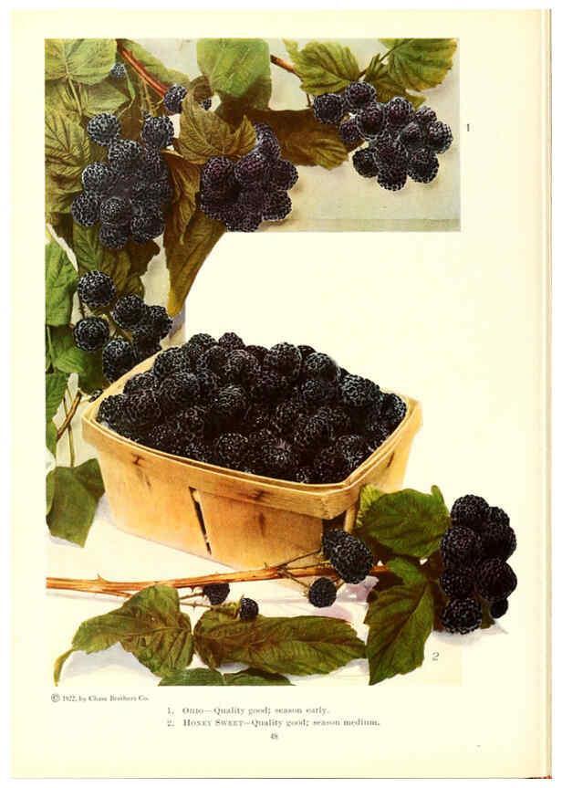 Reproducción/Reproduction 6237040267: Chase fruit and flowers in natural colors Rochester, N.Y.,Chase brothers company[c1922] 