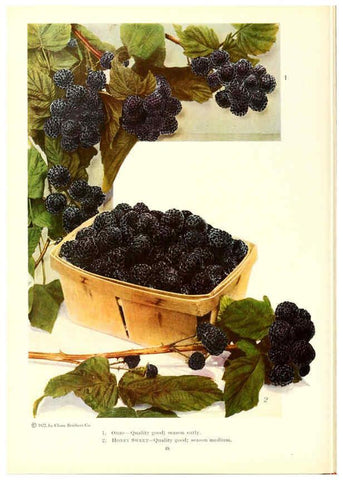 Reproducción/Reproduction 6237040267: Chase fruit and flowers in natural colors Rochester, N.Y.,Chase brothers company[c1922] 