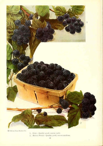 Reproducción/Reproduction 6237040267: Chase fruit and flowers in natural colors Rochester, N.Y.,Chase brothers company[c1922] 
