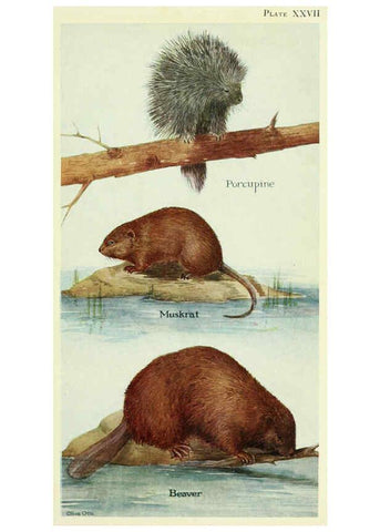 Reproducción/Reproduction 6234651279: Field book of North American mammals New York,G. P. Putnam's Sons,1928