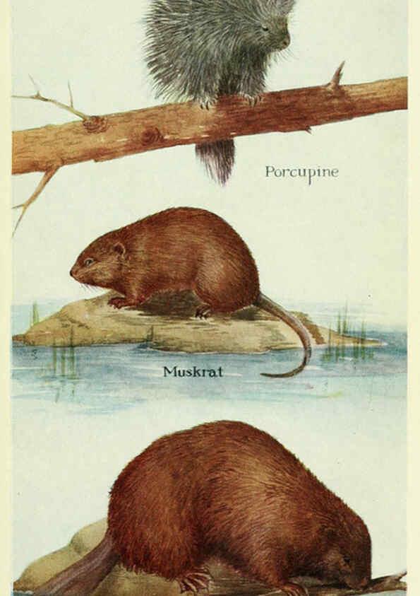 Reproducción/Reproduction 6234651279: Field book of North American mammals New York,G. P. Putnam's Sons,1928