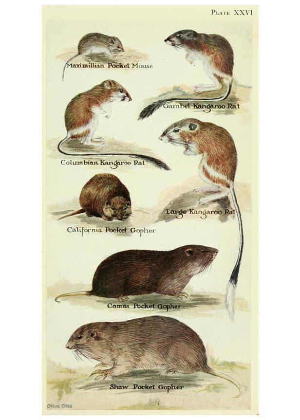 Reproducción/Reproduction 6234650933: Field book of North American mammals New York,G. P. Putnam's Sons,1928