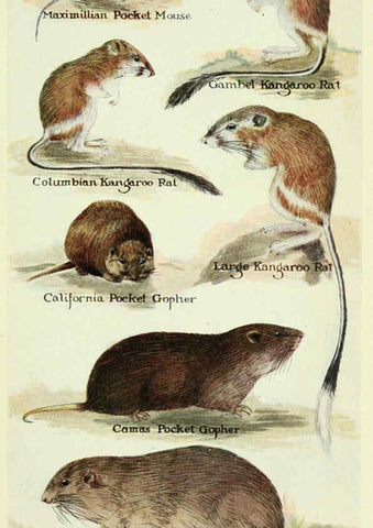 Reproducción/Reproduction 6234650933: Field book of North American mammals New York,G. P. Putnam's Sons,1928